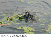 Водолаз спасатель МЧС (2016 год). Редакционное фото, фотограф Алёшина Оксана / Фотобанк Лори