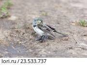Трясогузка белая. White Wagtail (Motacilla alba). Стоковое фото, фотограф Василий Вишневский / Фотобанк Лори
