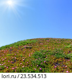 Pink flowers (Carpobrotus) on hillside and sunshine. Стоковое фото, фотограф Юрий Брыкайло / Фотобанк Лори