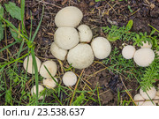 Дождевики (лат. Lycoperdon) в саду на плодородной почве. Стоковое фото, фотограф Александр Романов / Фотобанк Лори