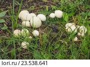 Колония дождевиков (лат. Lycoperdon) в саду на плодородной почве. Стоковое фото, фотограф Александр Романов / Фотобанк Лори