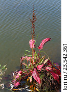 Щавель конский (Rumex confertus). Растение в осенней раскраске на берегу озера, Ямало-Ненецкий автономный округ. Стоковое фото, фотограф Григорий Писоцкий / Фотобанк Лори