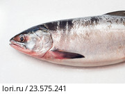 Salmon fishs on white background. Стоковое фото, фотограф Алексей Суворов / Фотобанк Лори