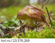 Гриб масленок (Лат.Suillus) среди мха. Стоковое фото, фотограф Александр Романов / Фотобанк Лори