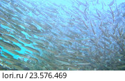 Большой косяк рыб Hardyhead, Красное море, Марса Алам Абу Дабаб, Египет. Стоковое видео, видеограф Некрасов Андрей / Фотобанк Лори