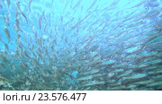Большой косяк рыб Hardyhead, Красное море, Марса Алам Абу Дабаб, Египет. Стоковое видео, видеограф Некрасов Андрей / Фотобанк Лори