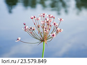 Цветущий Сусак зонтичный (Butomus umbellatus) Стоковое фото, фотограф Алёшина Оксана / Фотобанк Лори