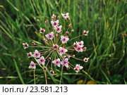 Сусак зонтичный (Butomus umbellatus) Стоковое фото, фотограф Алёшина Оксана / Фотобанк Лори