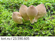 Дождевик грушевидный (лат. Lycoperdon pyriforme) Стоковое фото, фотограф Елена Коромыслова / Фотобанк Лори