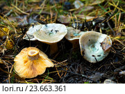 Грибы Мещеры - рыжик сосновый Lactarius deliciosus. Стоковое фото, фотограф Инна Грязнова / Фотобанк Лори