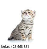 charming cat kitten looking up. Стоковое фото, фотограф Оксана Кузьмина / Фотобанк Лори