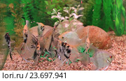 Аквариумные рыбы-скалярии (лат.Pterophyllum scalare) Стоковое видео, видеограф Евгений Ткачёв / Фотобанк Лори