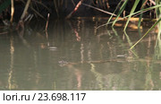 Водомерки ( Gerridae) — семейство полужесткокрылых насекомых из подотряда клопов (Heteroptera) Стоковое видео, видеограф Олег Хархан / Фотобанк Лори