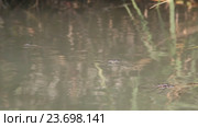 Водомерки ( Gerridae) — семейство полужесткокрылых насекомых из подотряда клопов (Heteroptera) Стоковое видео, видеограф Олег Хархан / Фотобанк Лори