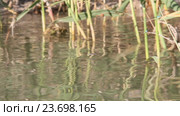 Водомерки ( Gerridae) — семейство полужесткокрылых насекомых из подотряда клопов (Heteroptera) Стоковое видео, видеограф Олег Хархан / Фотобанк Лори