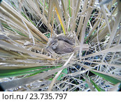 Камышовка индийская, птичка сидит на гнезде. Paddyfield Warbler (Acrocephalus agricola). Стоковое фото, фотограф Василий Вишневский / Фотобанк Лори