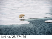Полярный медведь на морском льду. Стоковое фото, фотограф Vladimir / Фотобанк Лори
