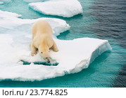 Полярный медведь на морском льду. Стоковое фото, фотограф Vladimir / Фотобанк Лори