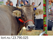 Корова костромской породы на выставке "Золотая осень-2016" Редакционное фото, фотограф Александр Замараев / Фотобанк Лори