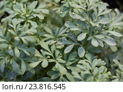 Рута душистая (Ruta graveolens) Стоковое фото, фотограф Бурцев Дмитрий / Фотобанк Лори