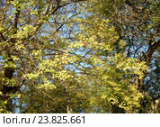 Боярышник обыкновенный (лат. Crataegus laevigata) на ветке. Стоковое фото, фотограф Svet / Фотобанк Лори