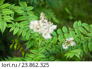 Рябинник рябинолистный — Sorbaria sorbifolia (L.) A. Braun. Стоковое фото, фотограф Алёшина Оксана / Фотобанк Лори