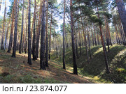 Ложбина в бору. Стоковое фото, фотограф Анатолий Матвейчук / Фотобанк Лори