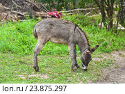 Домашний осёл (Equus asinus) Стоковое фото, фотограф Алёшина Оксана / Фотобанк Лори