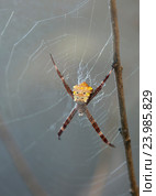 Паук аргиопа дольчатая (Argiope lobata) Стоковое фото, фотограф Галина Савина / Фотобанк Лори
