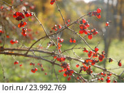 Волчья ягода — жимолость обыкновенная (лат. Lonicera xylosteum L.) на осенней ветке без листьев, малая глубина резкости. Стоковое фото, фотограф Svet / Фотобанк Лори