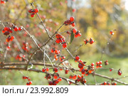 Волчья ягода — жимолость обыкновенная (лат. Lonicera xylosteum L.) на осенней ветке без листьев, малая глубина резкости. Стоковое фото, фотограф Svet / Фотобанк Лори
