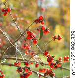 Волчья ягода — жимолость обыкновенная (лат. Lonicera xylosteum L.) на осенней ветке без листьев, малая глубина резкости. Стоковое фото, фотограф Svet / Фотобанк Лори
