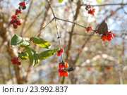 Волчья ягода — жимолость обыкновенная (лат. Lonicera xylosteum L.) на ветке осенью. Стоковое фото, фотограф Svet / Фотобанк Лори