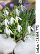 Подснежники Воронова (лат.Galanthus woronowii) Стоковое фото, фотограф Елена Коромыслова / Фотобанк Лори
