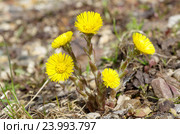 Мать-и-мачеха обыкновенная (лат. Tussilago farfara) Стоковое фото, фотограф Елена Коромыслова / Фотобанк Лори