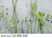 Рдест плавающий (Potamogeton natans) и частуха обыкновенная (Alisma plantago-aquatica) на пруду. Стоковое фото, фотограф Алёшина Оксана / Фотобанк Лори