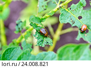 Колорадский жук и личинка на листьях картофеля. Стоковое фото, фотограф Резеда Костылева / Фотобанк Лори