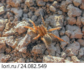 Паук  (лат. Araneae, Aranei) Стоковое фото, фотограф Краснова Ирина / Фотобанк Лори