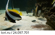 Ложный мавританский идол Schooling bannerfish. Стоковое видео, видеограф Юлия Машкова / Фотобанк Лори