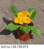 Примула обыкновенная (лат. Primula vulgaris) в кашпо на земле. Стоковое фото, фотограф Елена Коромыслова / Фотобанк Лори