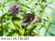 Дневная Тропическая бабочка Парусник Палинур (лат. Papilio palinurus) лакомится на цветке Буддлеи Давида, или изменчивой (лат. Buddleja davidii) Стоковое фото, фотограф Наталья Гармашева / Фотобанк Лори
