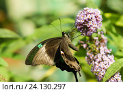 Дневная тропическая бабочка Парусник Палинур (лат. Papilio palinurus) пьет нектар на цветке Буддлеи Давида, или изменчивой (лат. Buddleja davidii) Стоковое фото, фотограф Наталья Гармашева / Фотобанк Лори