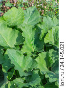 Листья Лопуха крупным планом (Arctium tomentosum). Лекарственные растения Сибири. Стоковое фото, фотограф Евгений Мухортов / Фотобанк Лори