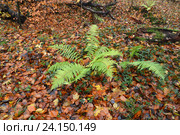 Папоротник орляк обыкновенный (Pteridium aquilinum (L.) Kuhn) в осеннем лесу. Стоковое фото, фотограф Ирина Борсученко / Фотобанк Лори