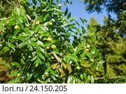 Ветка унаби с плодами (лат. Ziziphus jujuba) Стоковое фото, фотограф Наталья Гармашева / Фотобанк Лори