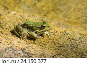 Зеленая лягушка прудовая (lat.  Pelophylax lessonae) на желтом песке. Стоковое фото, фотограф Наталья Гармашева / Фотобанк Лори