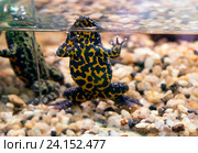 Лягушка желтобрюхая жерлянка     Oriental fire-bellied toad. Стоковое фото, фотограф Галина Савина / Фотобанк Лори