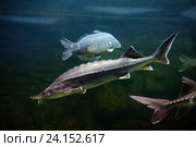 Siberian sturgeon (Acipenser baerii) Стоковое фото, фотограф Майя Крученкова / Фотобанк Лори