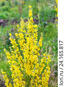 Коровяк обыкновенный (lat. Verbascum thapsus L.). Дикорастущее лекарственное растение Сибири. Цветы крупным планом. Стоковое фото, фотограф Евгений Мухортов / Фотобанк Лори
