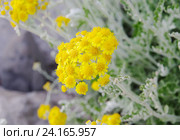 Крестовник цинерариевый (лат.Senecio cineraria) Стоковое фото, фотограф Галина Хорошман / Фотобанк Лори